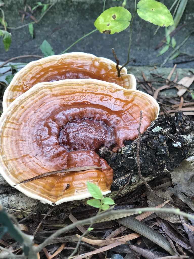 Ganoderma tropicum