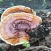 Ganoderma tropicum - Photo (c) Elaine Choi, some rights reserved (CC BY-NC), uploaded by Elaine Choi