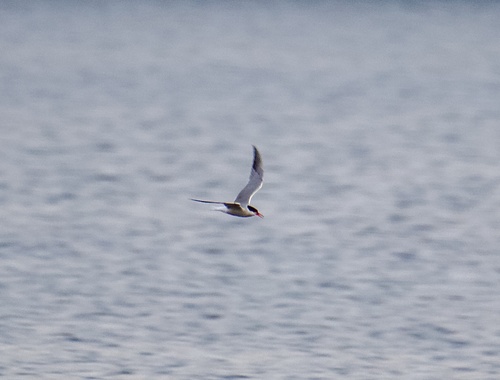 Common Tern