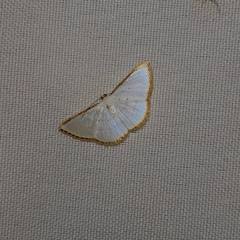 Leuciris