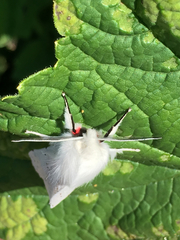 Spilosoma vestalis