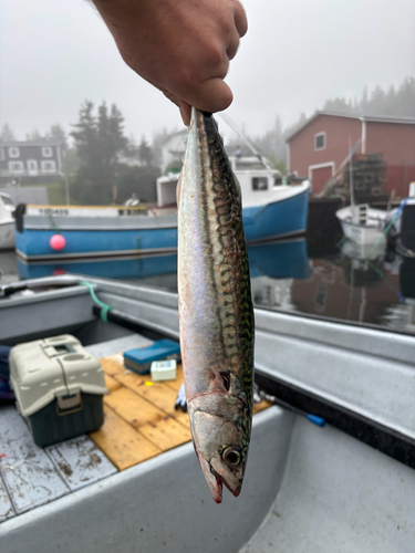 Atlantic Mackerel