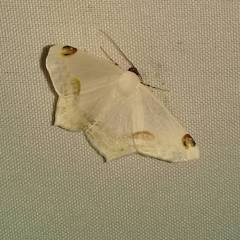 Sericoptera mahometaria