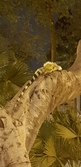 Iguana iguana