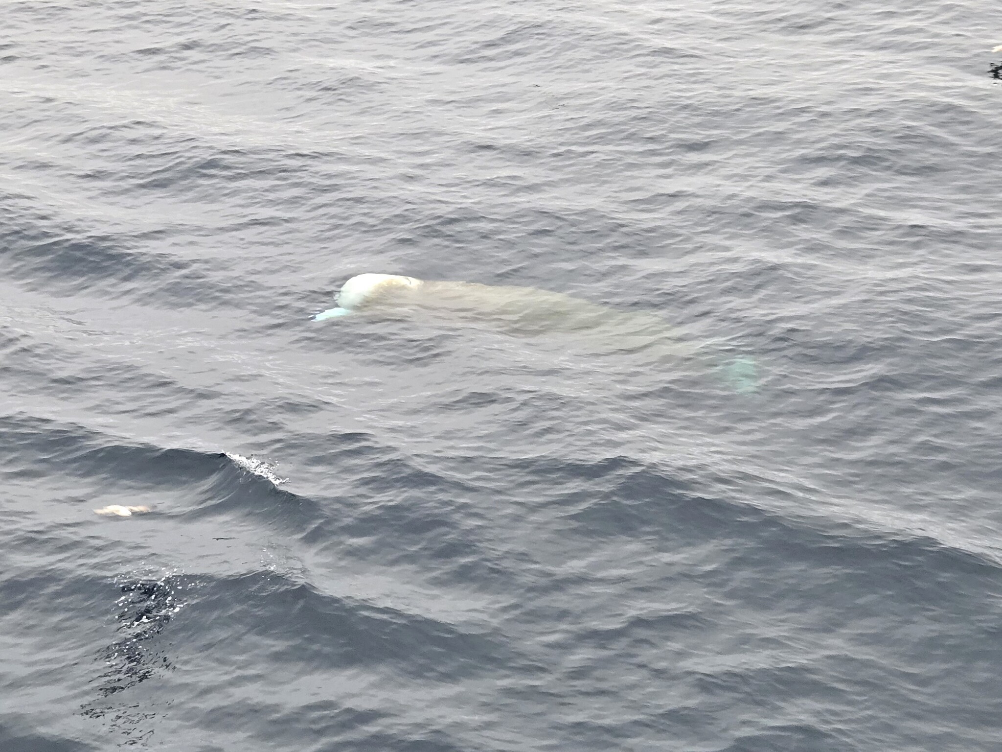 Hyperoodon ampullatus