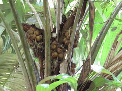Cocoseae