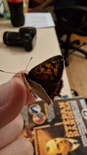 Small Copper