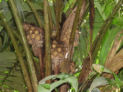 Cocoseae