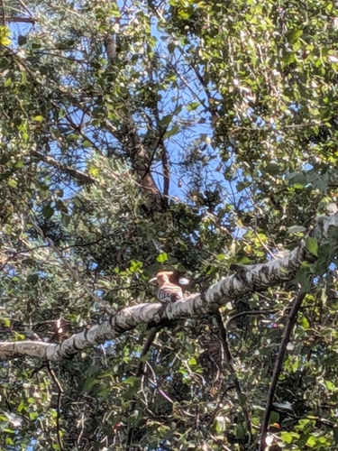 Common Hoopoe