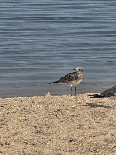 Laughing Gull observed by xmamayx