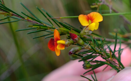 Dillwynia glaberrima, photograph 2