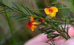 Dillwynia glaberrima, photograph (c) Peter Crowcroft, some rights reserved (CC BY)