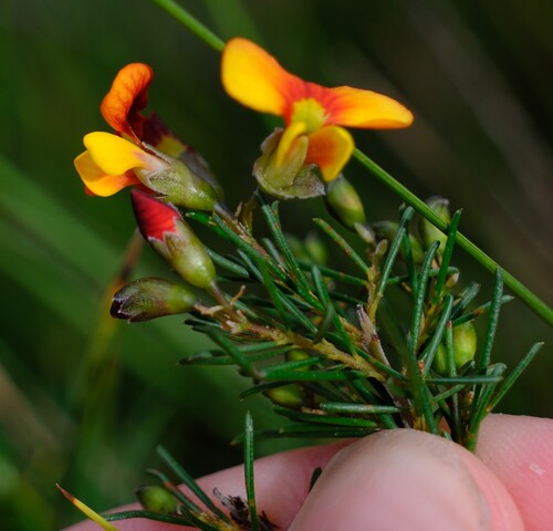 Dillwynia glaberrima, photograph 4