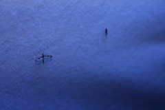 Macrocera