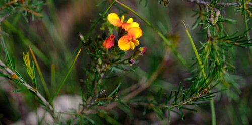 Dillwynia glaberrima, photograph 5