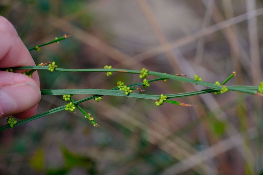 Amperea xiphoclada; photograph (c) Peter Crowcroft, some rights reserved (CC BY)