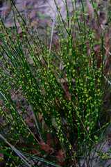 (c) Peter Crowcroft, some rights reserved (CC BY) Amperea xiphoclada, photograph (c) Peter Crowcroft, some rights reserved (CC BY)