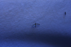Macrocera