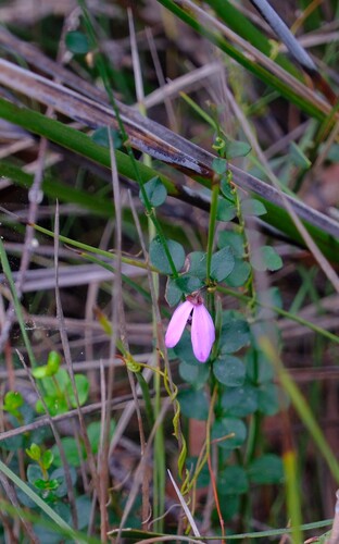 Tetratheca ciliata, photograph 6