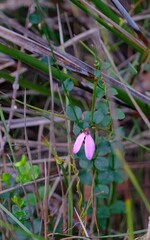 Tetratheca ciliata, photograph (c) Peter Crowcroft, some rights reserved (CC BY)