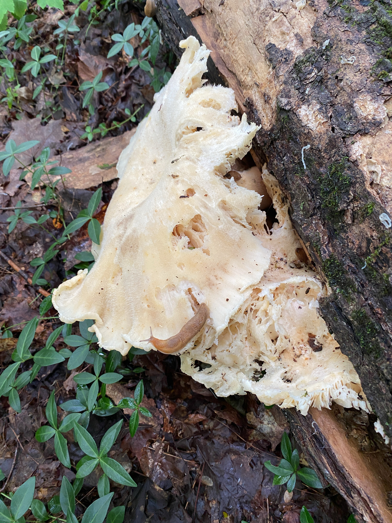 Lynx Paw Oyster · September 2026 · photo: Photo: (c) Abby Ciona, some rights reserved (CC BY) · iNaturalist