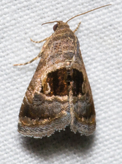 Tripudia rectangula