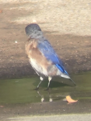 Eastern Bluebird observed by tcutshaw