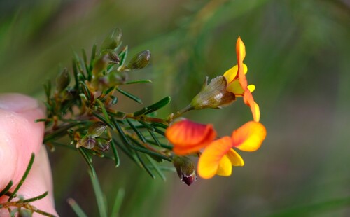 Dillwynia glaberrima, photograph 3