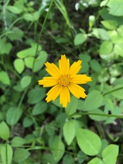 Coreopsis auriculata