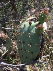 Opuntia × occidentalis