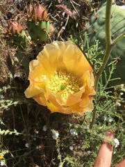 Opuntia × occidentalis