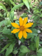 Coreopsis auriculata