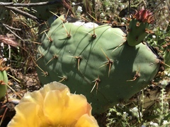 Opuntia × occidentalis