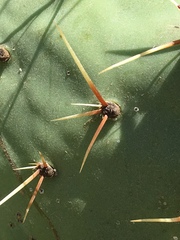 Opuntia × occidentalis