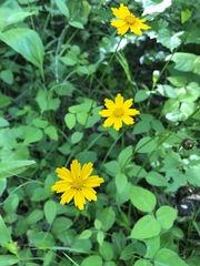 Coreopsis auriculata