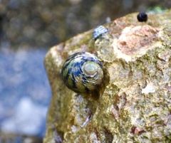 Nerita versicolor