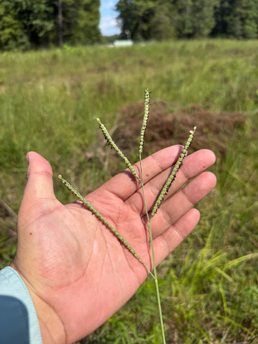 Paspalum floridanum