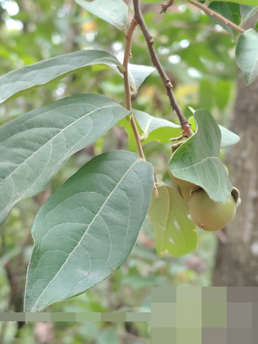 Diospyros inconstans, photograph 4