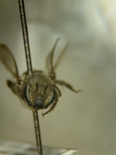 Colletes petropolitanus
