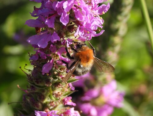 Common Carder Bumble Bee