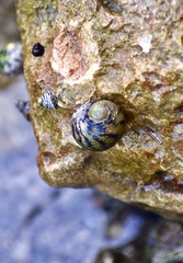 Nerita versicolor