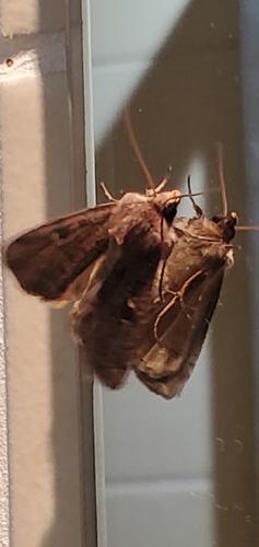 Square-spot Rustic
