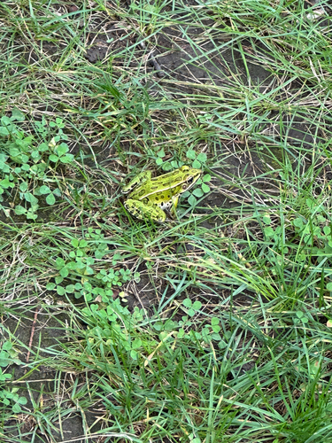 Northern Leopard Frog observed by abyssidoptera