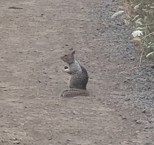 Douglas's Ground Squirrel observed by eon-of-axolotls