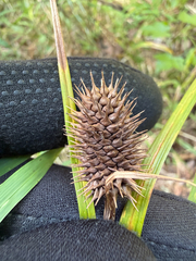 Carex squarrosa, photograph (c) Brandon Corder, some rights reserved (CC BY)