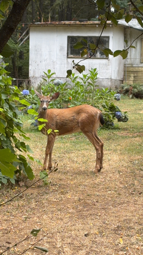 Mule Deer observed by dolphinsmilec