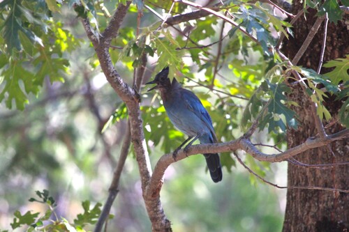 iNaturalist observation photo of Steller's Jay