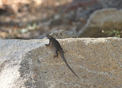 iNaturalist observation photo of Western Fence Lizard