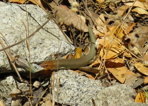iNaturalist observation photo of Gilbert's Skink