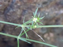 Galium microphyllum